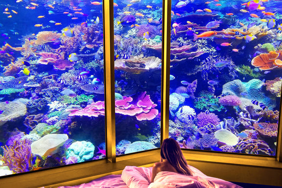 Underwater Views