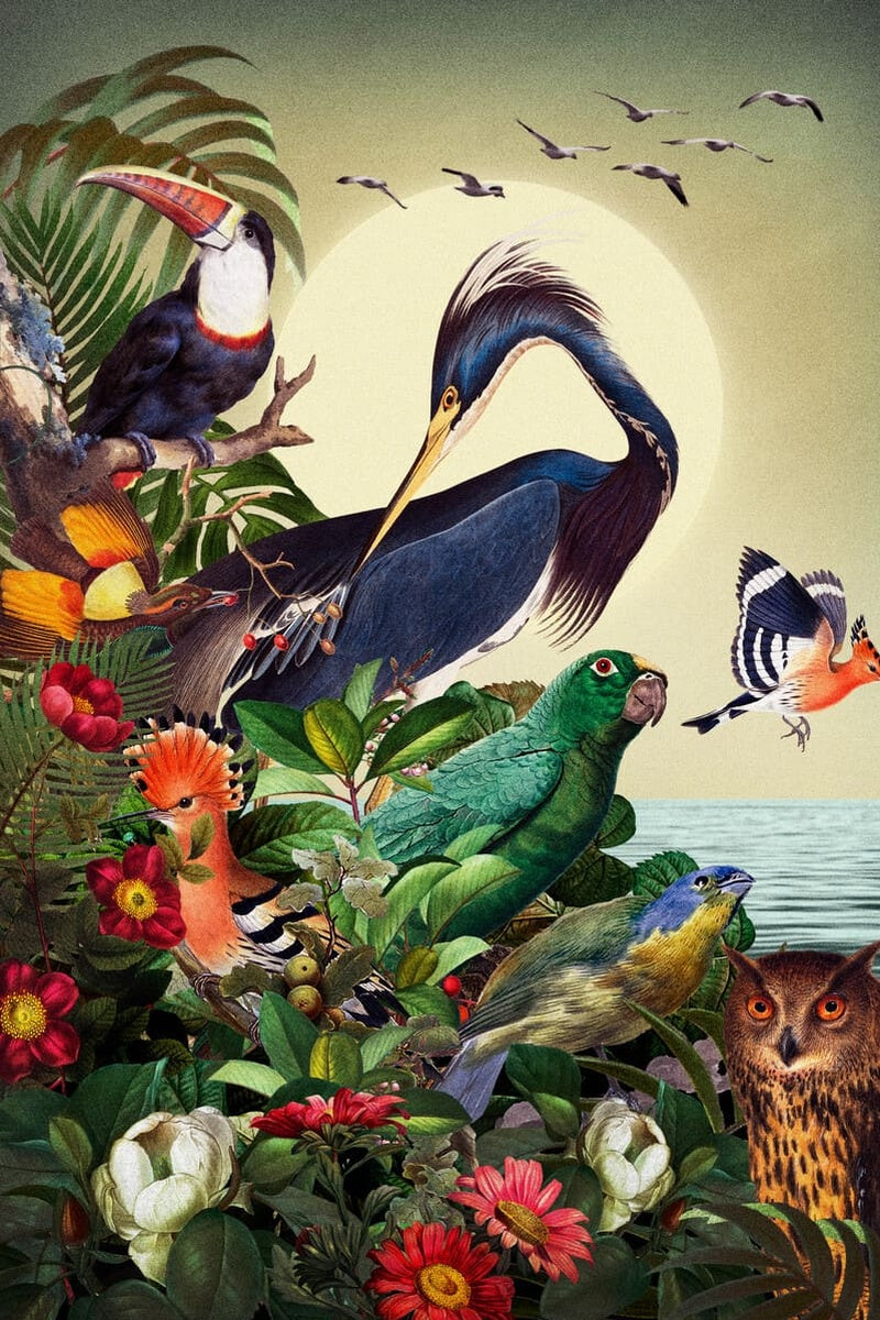 Birds Space