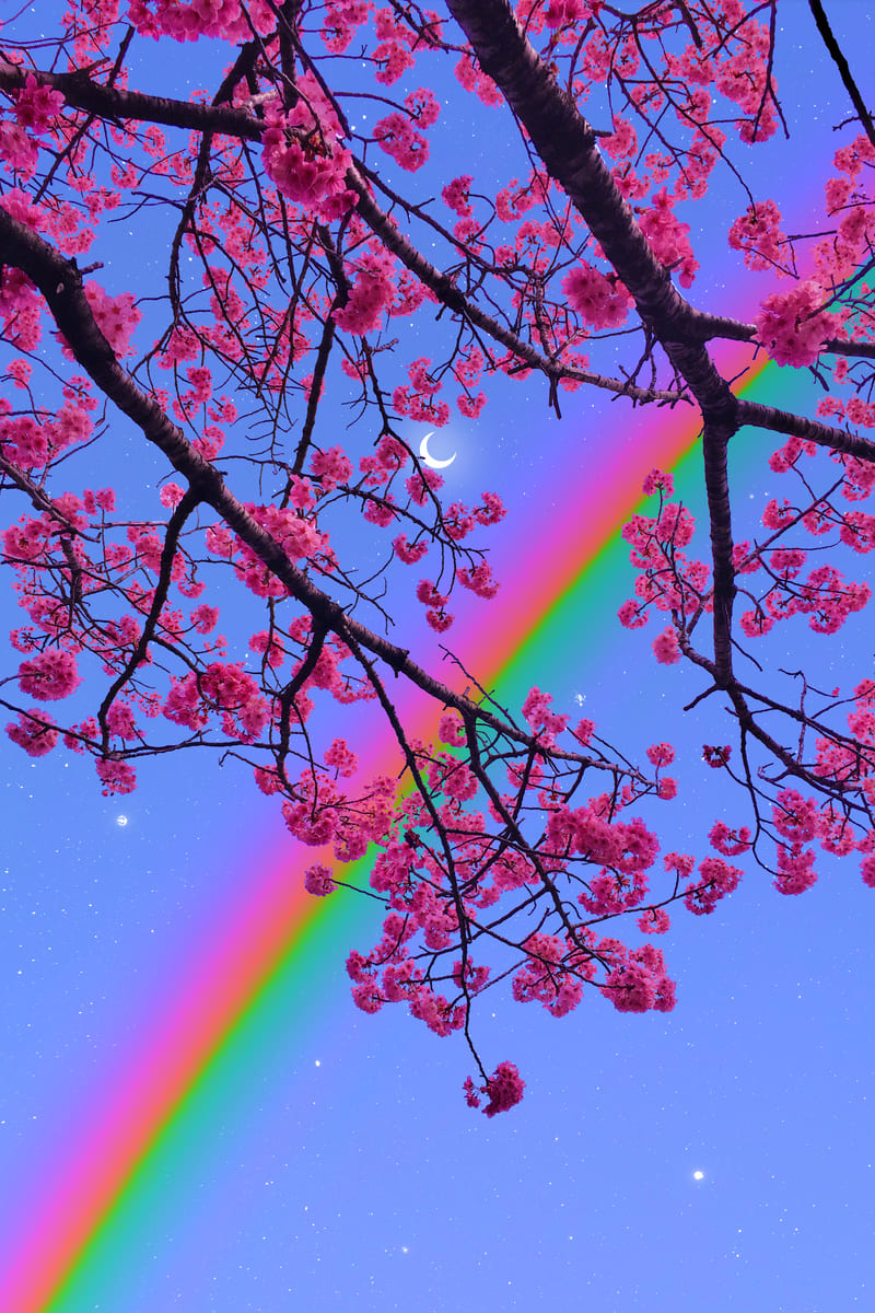 Cherry Moon