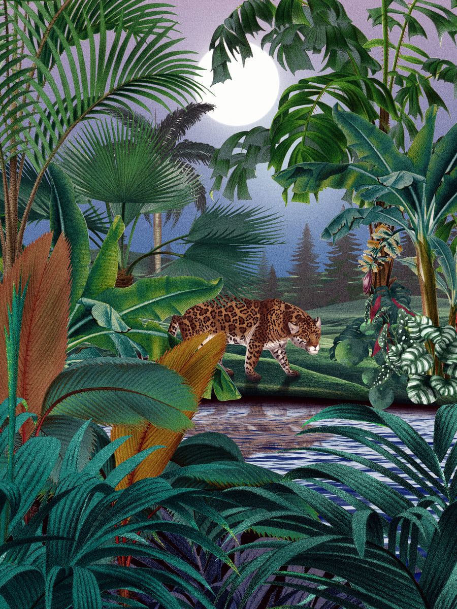 Leopard and Jungle