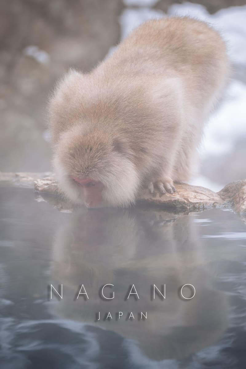 Nagana Monkey