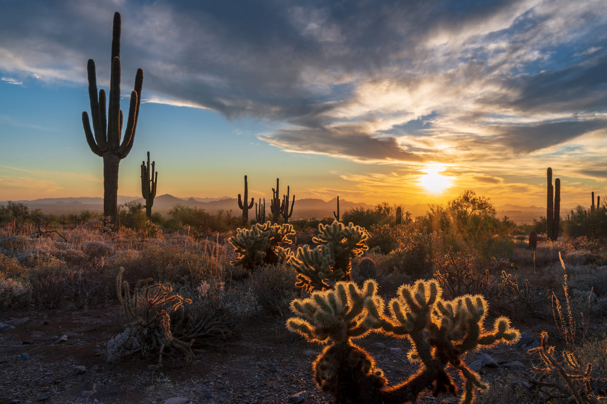 Saguaro Sunset