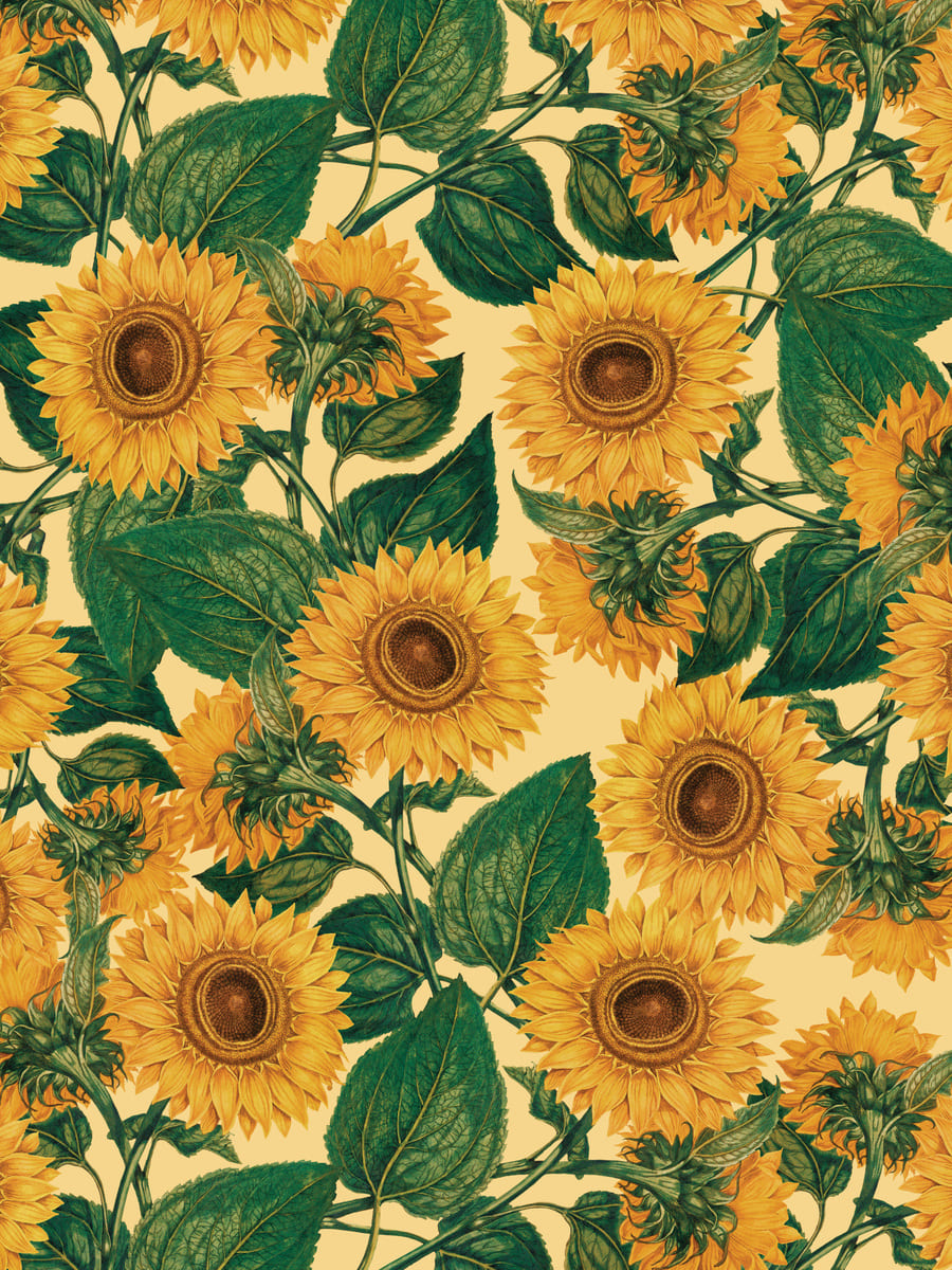 Sunflower on Wall