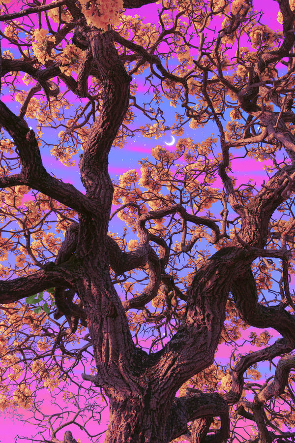 Trippy Trees